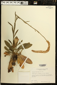 Chamaelirium luteum image
