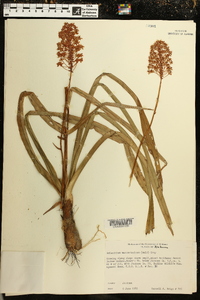 Amianthium muscitoxicum image