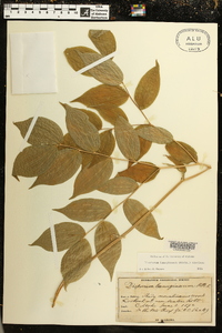 Disporum lanuginosum image