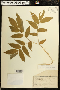 Disporum lanuginosum image