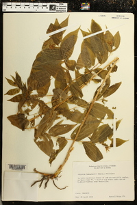 Disporum lanuginosum image