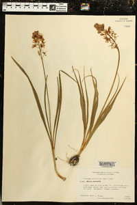 Camassia scilloides image