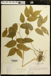 Disporum lanuginosum image