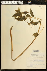 Disporum lanuginosum image