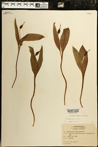 Erythronium rostratum image