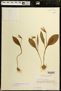 Erythronium rostratum image