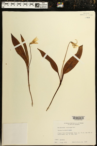 Erythronium rostratum image