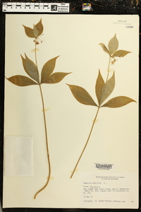 Medeola virginiana image