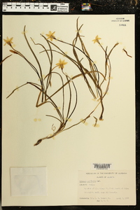 Ipheion uniflorum image