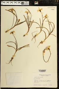 Ipheion uniflorum image