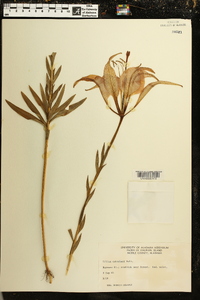 Lilium catesbaei image