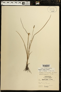 Hypoxis rigida image