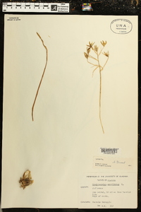 Ornithogalum umbellatum image