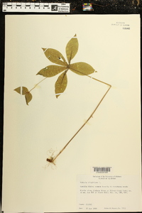 Medeola virginiana image