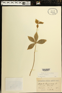 Medeola virginiana image