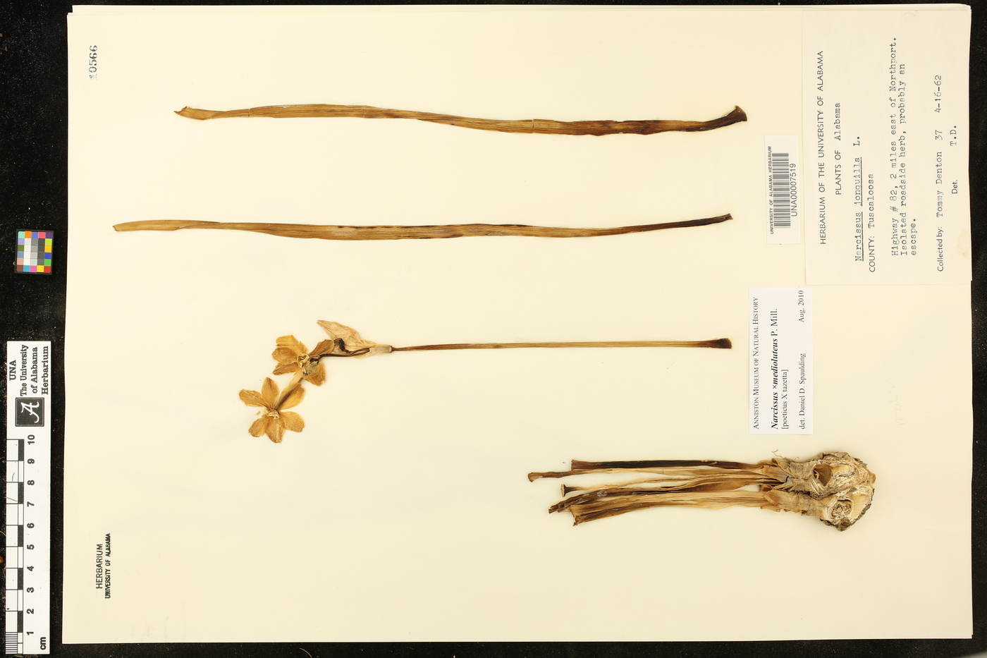 Narcissus × medioluteus image