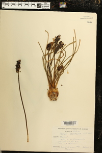 Muscari neglectum image