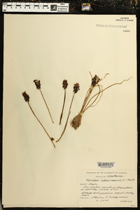 Muscari neglectum image