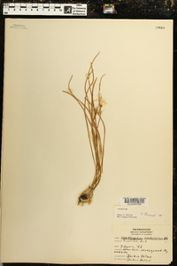 Ornithogalum umbellatum image