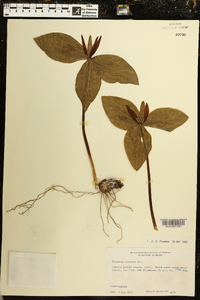 Trillium cuneatum image