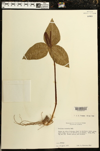 Trillium cuneatum image