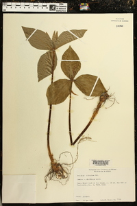 Trillium cuneatum image