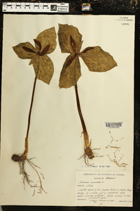 Trillium cuneatum image