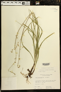 Stenanthium gramineum image