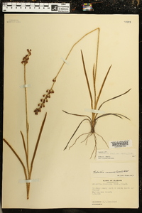 Tofieldia racemosa image