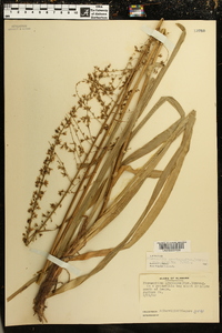 Stenanthium gramineum image