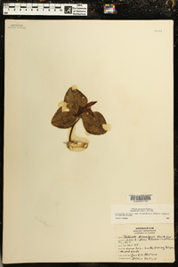 Trillium decumbens image