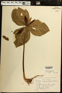 Trillium cuneatum image