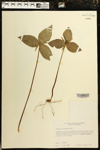 Trillium lancifolium image