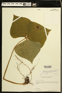 Trillium sulcatum image