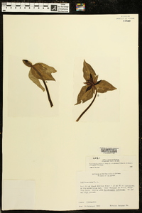 Trillium stamineum image