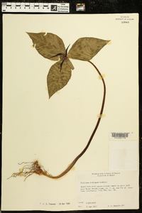 Trillium stamineum image