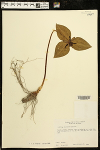 Trillium stamineum image