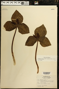 Trillium cuneatum image