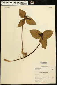 Trillium stamineum image
