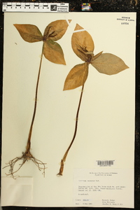 Trillium cuneatum image