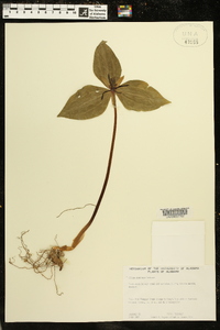 Trillium stamineum image