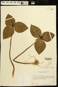 Trillium stamineum image