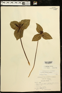 Trillium stamineum image