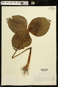 Trillium stamineum image