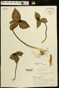 Trillium stamineum image