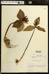 Trillium cuneatum image