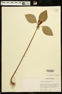 Trillium recurvatum image