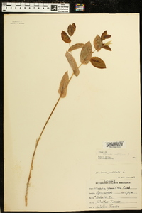 Uvularia perfoliata image