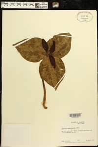 Trillium underwoodii image