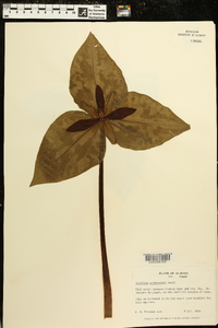 Trillium underwoodii image